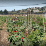 UC Gill Tract Community Farm