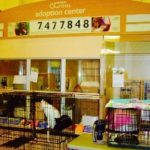 CATS IN TOW RESCUE & SANCTUARY, INC.
