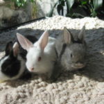 Bunny World Foundation