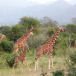 Zooniverse - Wildwatch Kenya