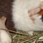 Cavy World Guinea Pig Rescue