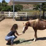 So Cal Mini Horse Sanctuary