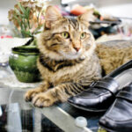 Forgotten Felines of Sonoma County - Pick of the Litter Thrift and Gift